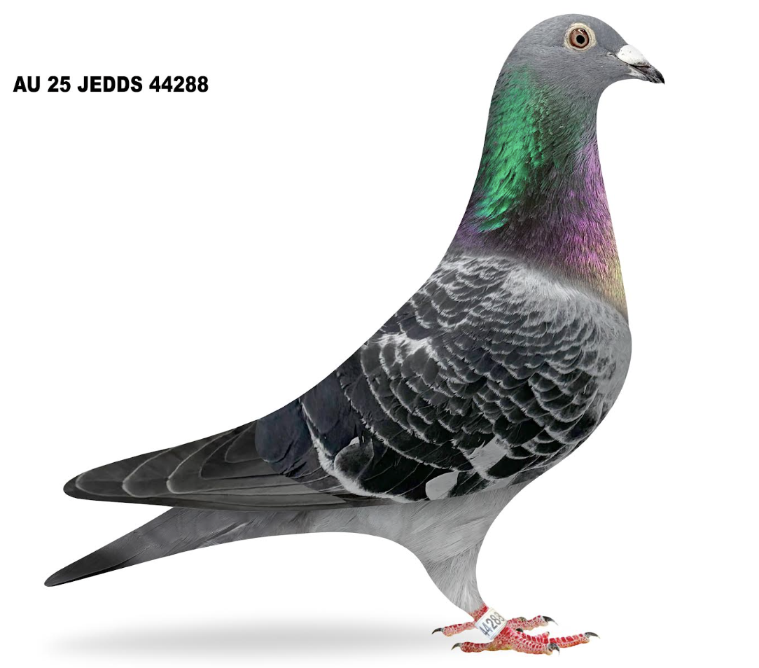 JEDDS 44288 - Special One