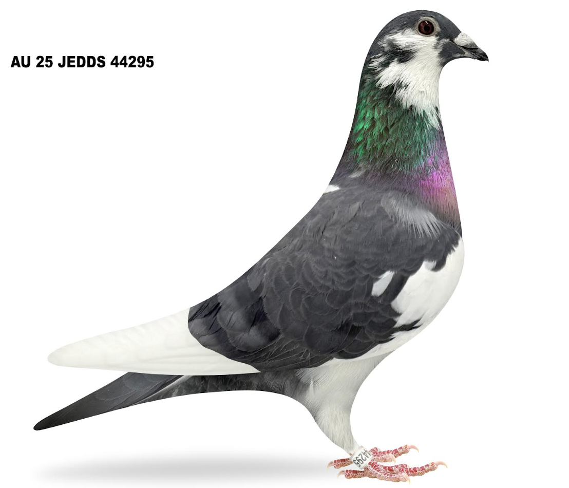 JEDDS 44295 - Kittel Rogola!