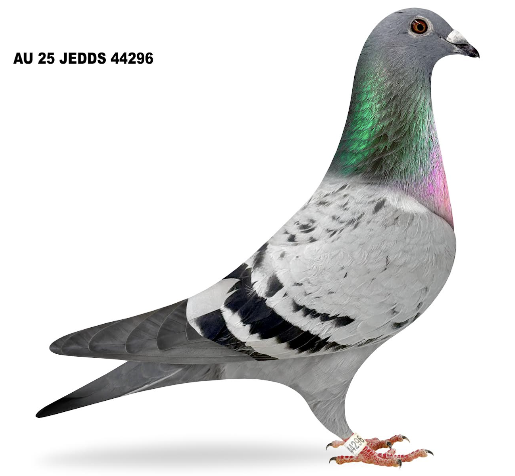 JEDDS 44296-  Gson Lloyd