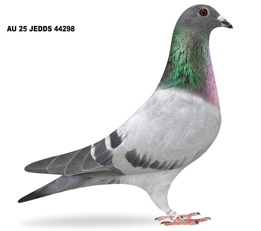 JEDDS 44298 - Miss Maurice Inbred!