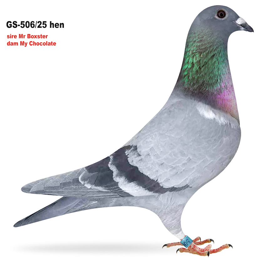 GS 506 - Porsche Houben