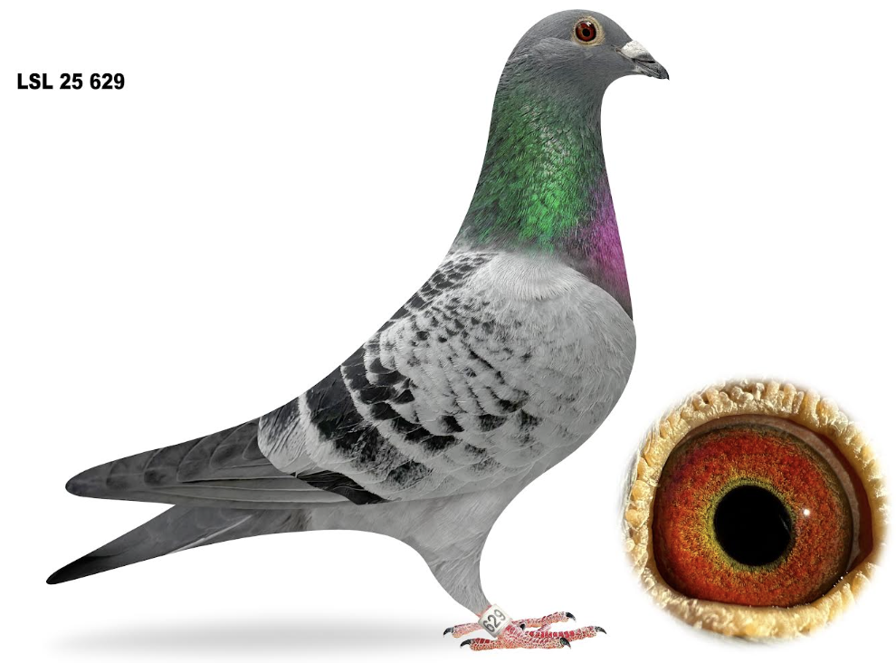 Lot 3: LSL 629 - LandingStrip Loft