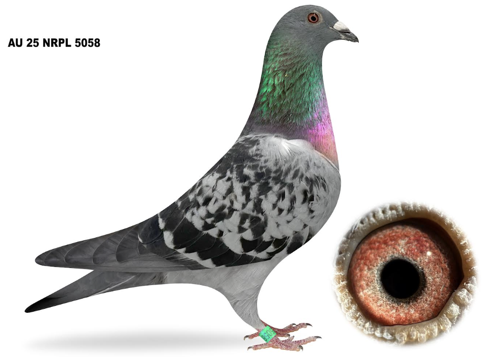 Lot 4: NRPL 5058 - Joe Nemelka