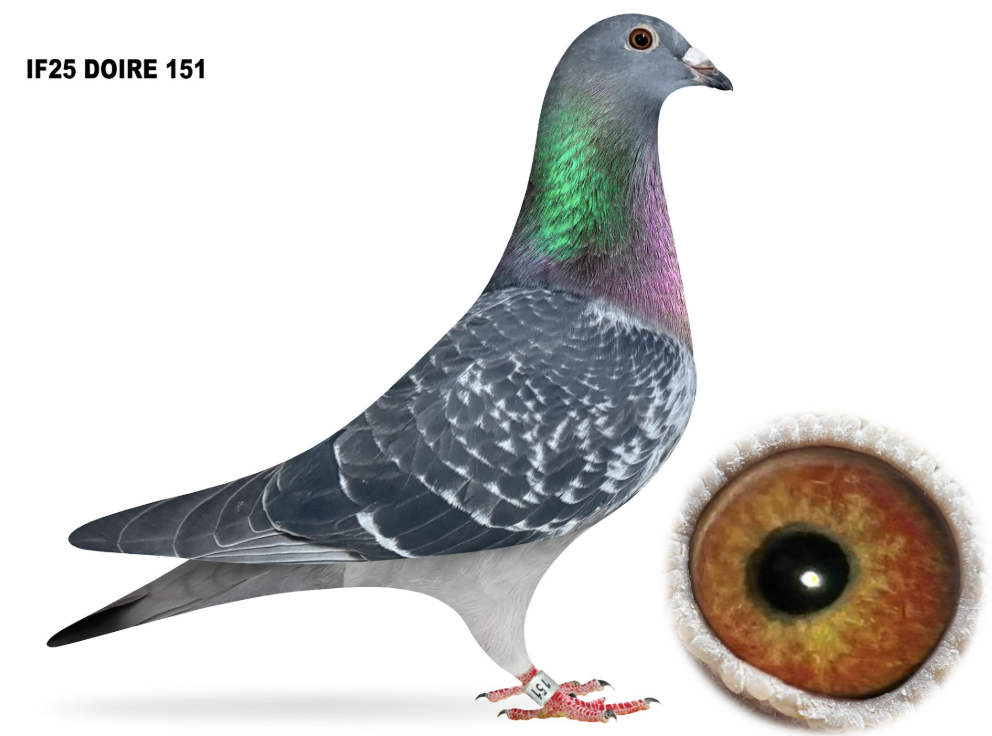 Lot 5: DOIRE 151 - Free Derry