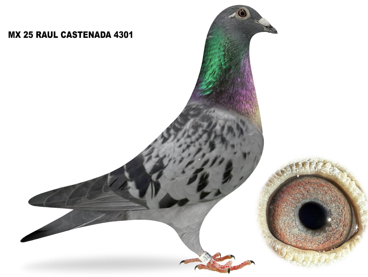 Lot 2: RCAST 4301 - Raul Castenada