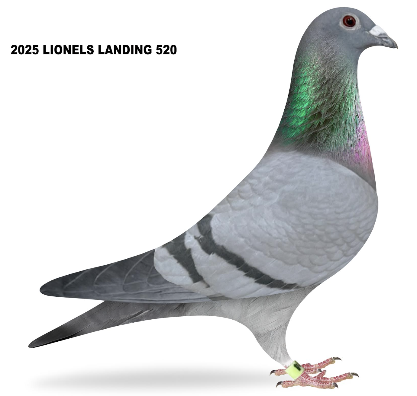 LION 520 - Halover - Wolverine - Said in Spun Silver - Mona Lisa