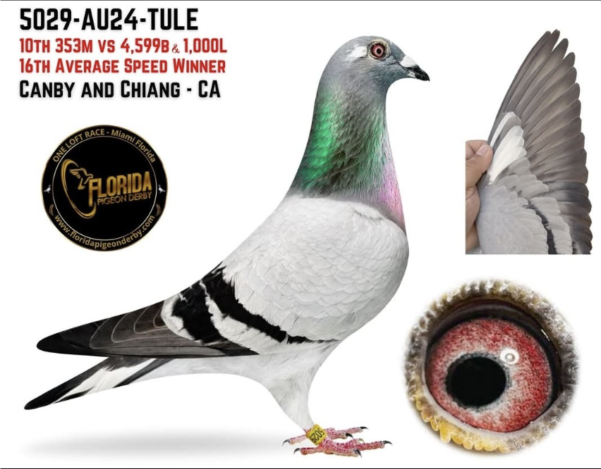 CANBY AND CHAING - SUPERSTAR RACERS