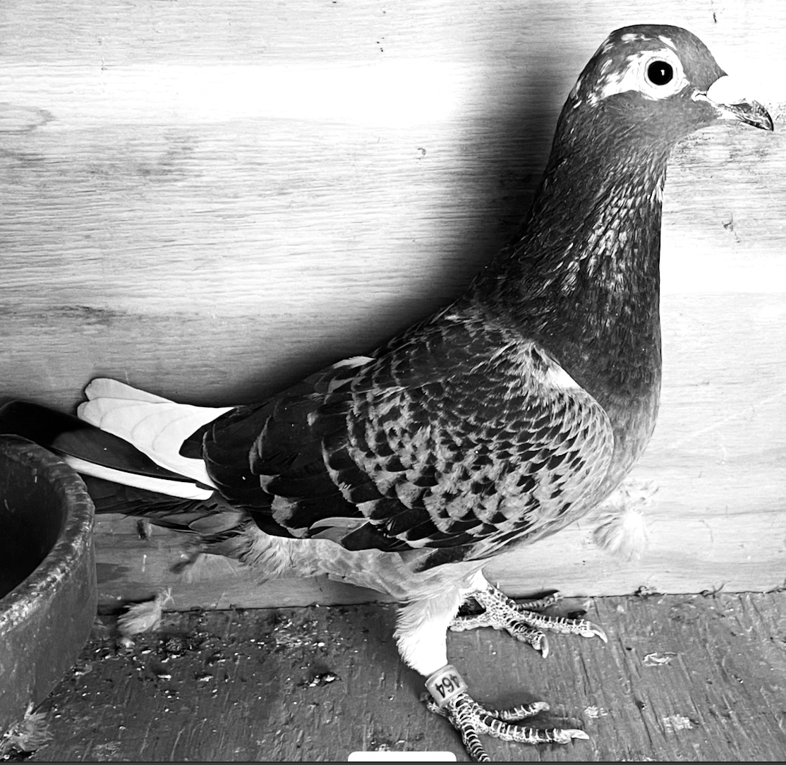 CBS 464 - Inbred 019!