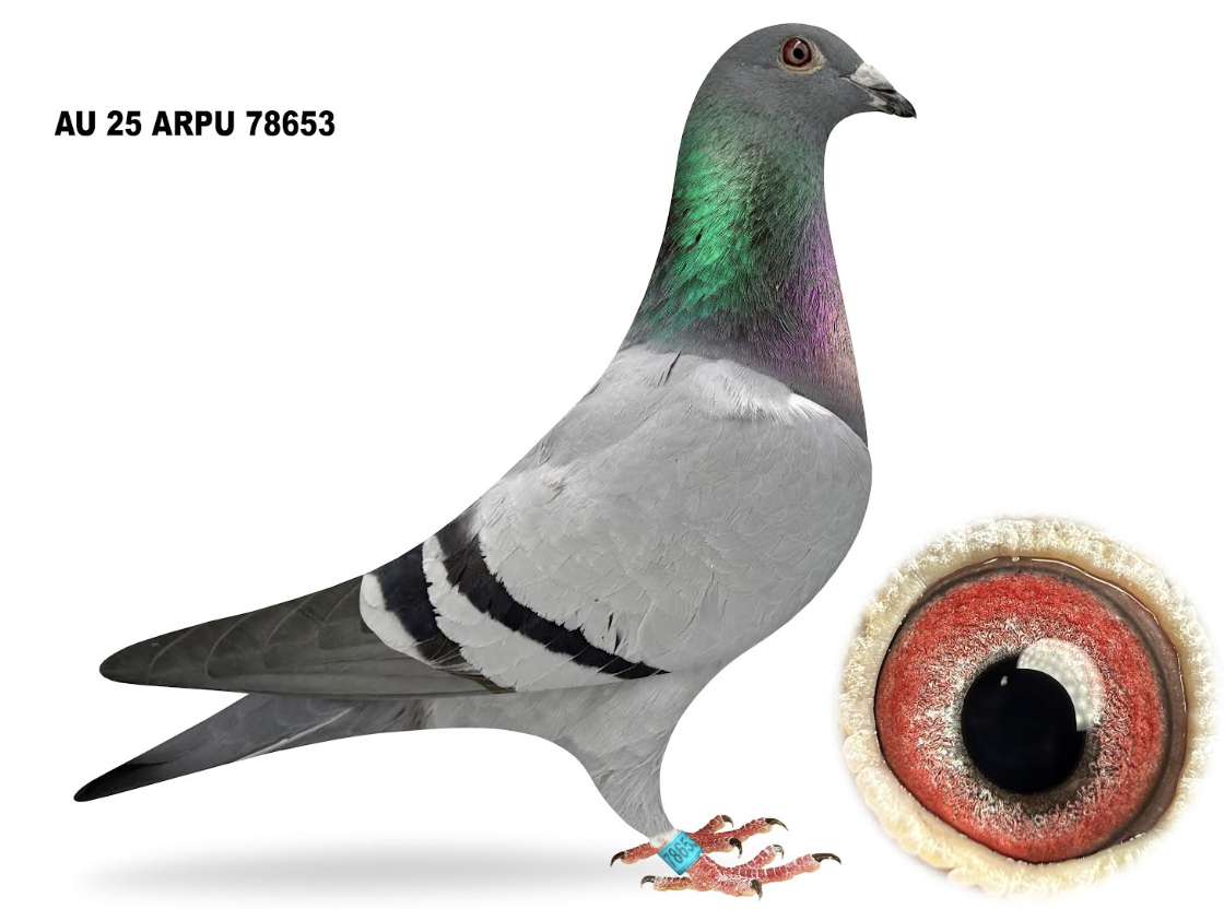 ARPU 78653 - Vercammens Best!