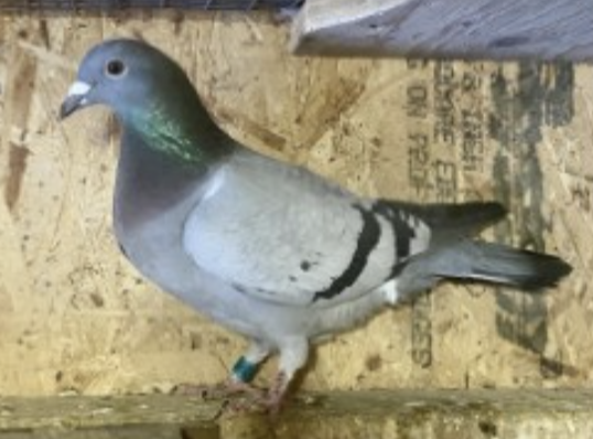 FOBL 25650 - Bulldozer 287