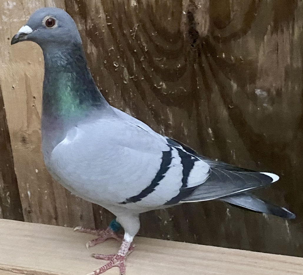 RI 1597 - Son 1st PNWC Final!