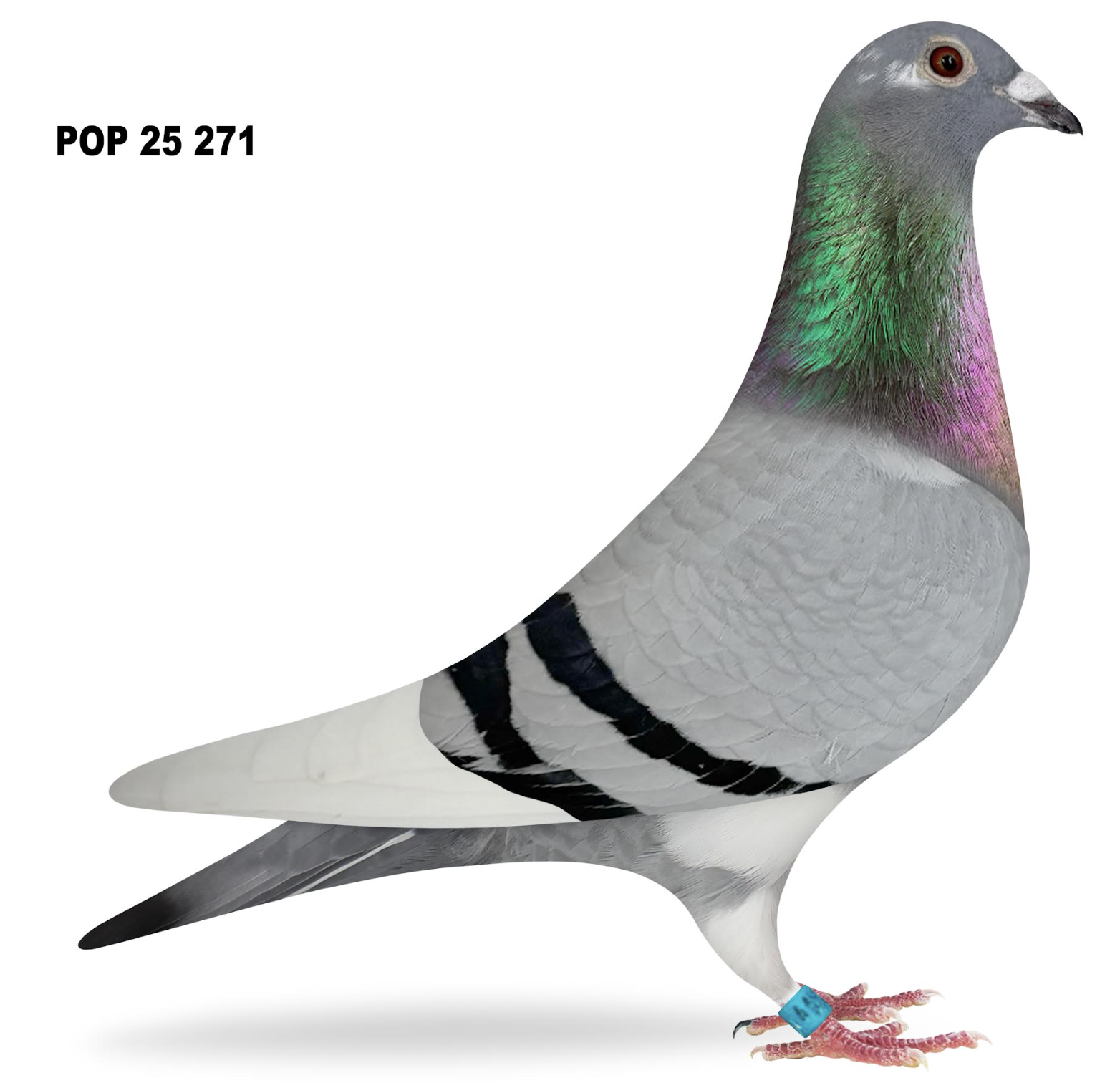 POP 271 - Sablon Tournier