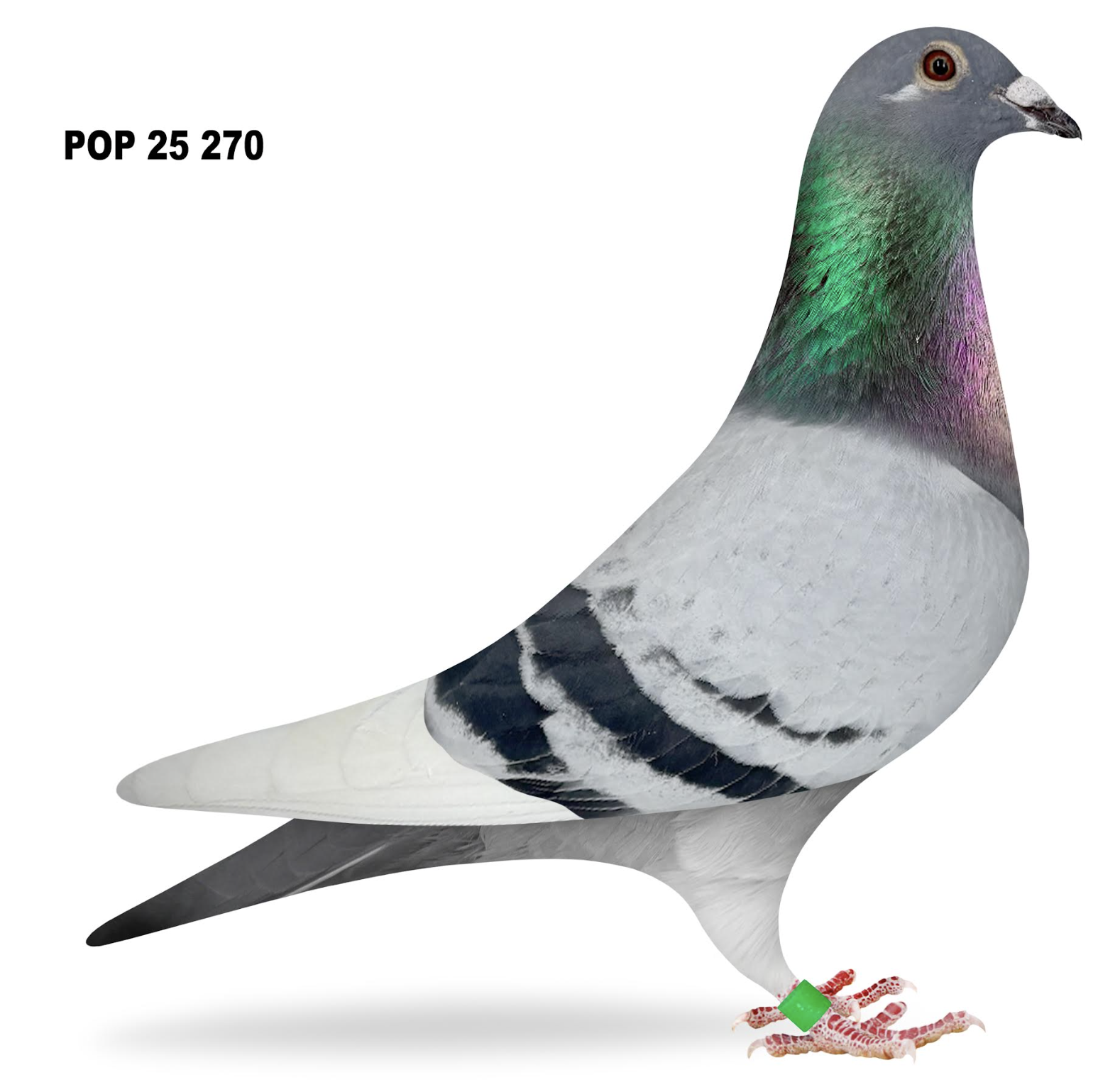 POP 270 - Sablon Tournier