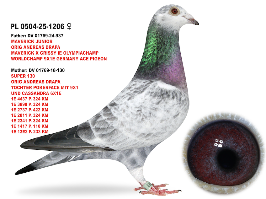 PL 0504 1204 - Maverick Goed Grijs