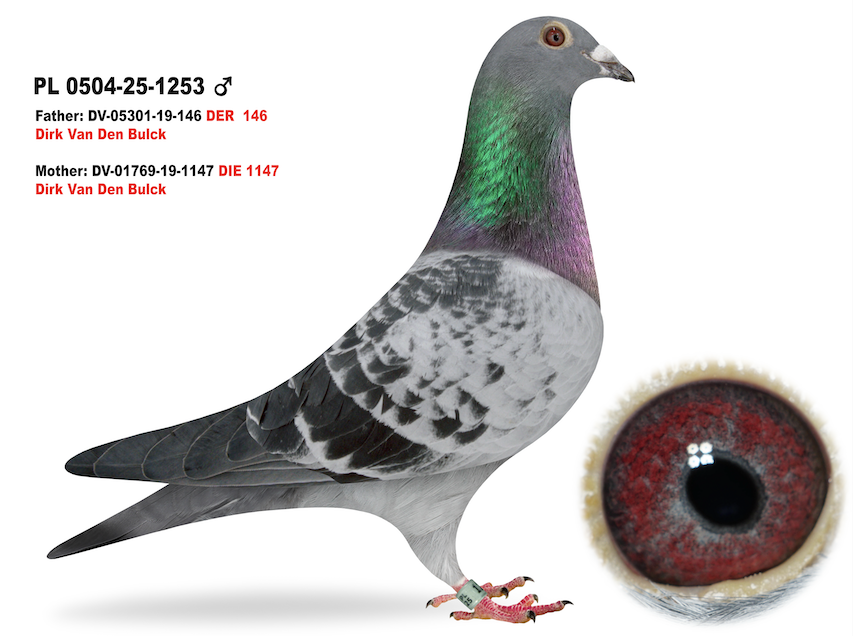 PL 0504 1253 - Inbred Kittel