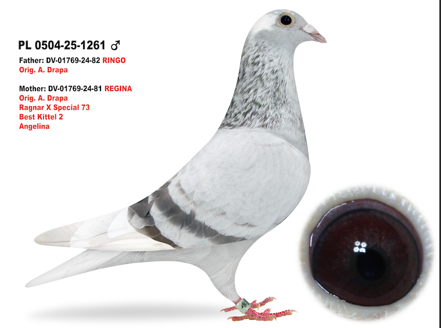 PL 0504 1261 - Kittel and BK Inbred