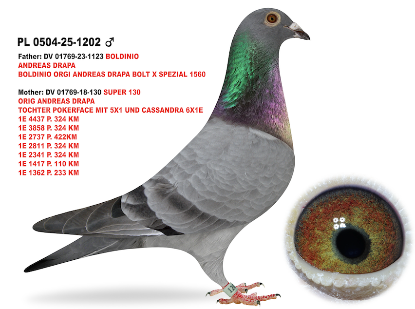 PL 0504 1202 - Pokerface Cassandra