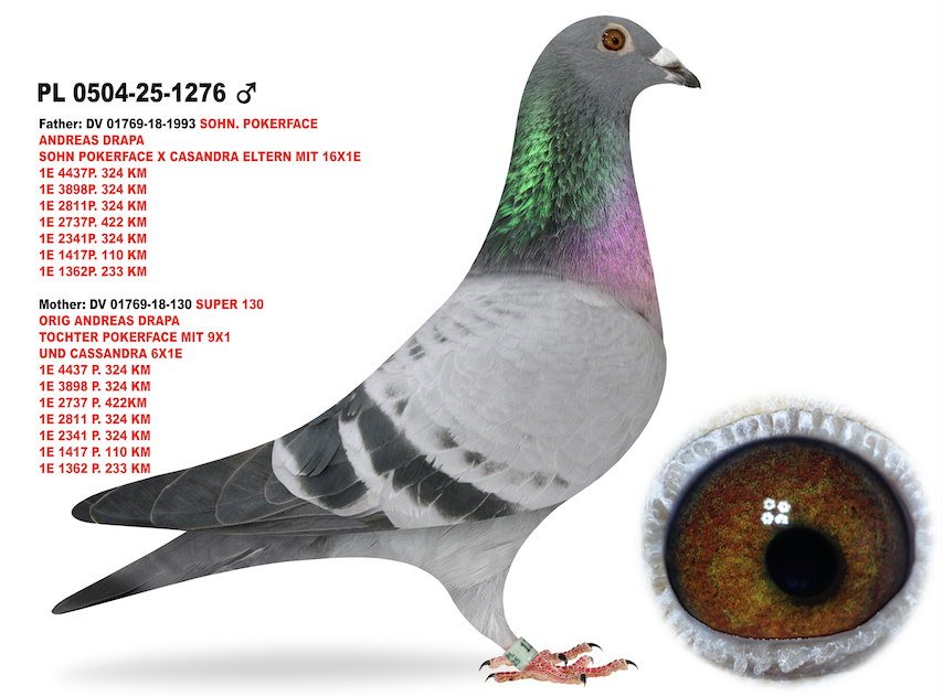 PL 0504 1276 - Pokerface Inbred