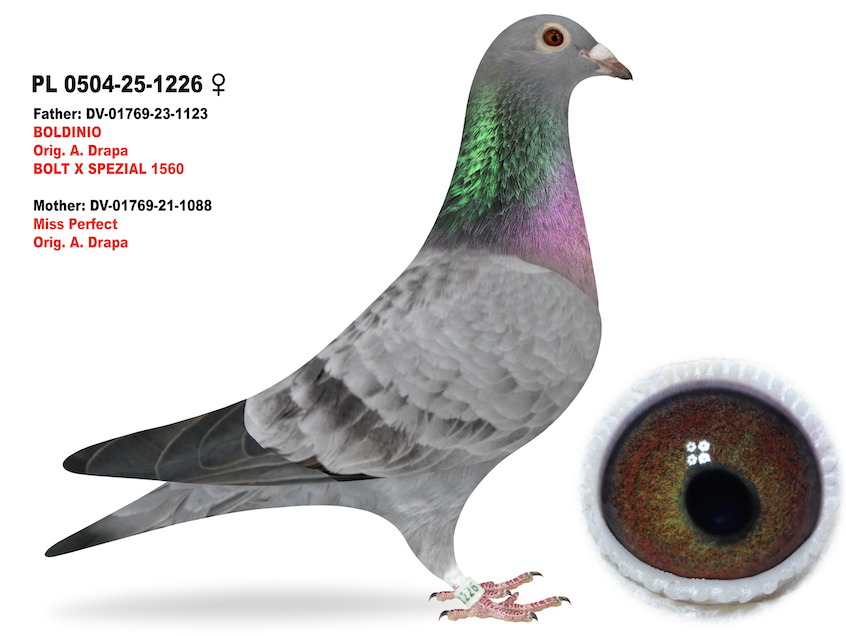 PL 0504 1226 - Bolt Pokerface