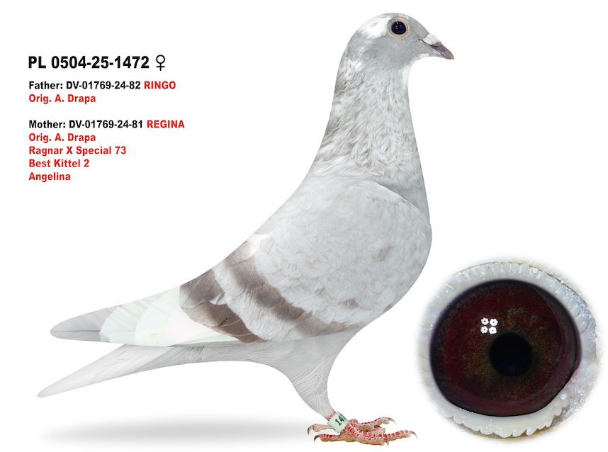 PL 0504 1472 - Kittel Best Kittel