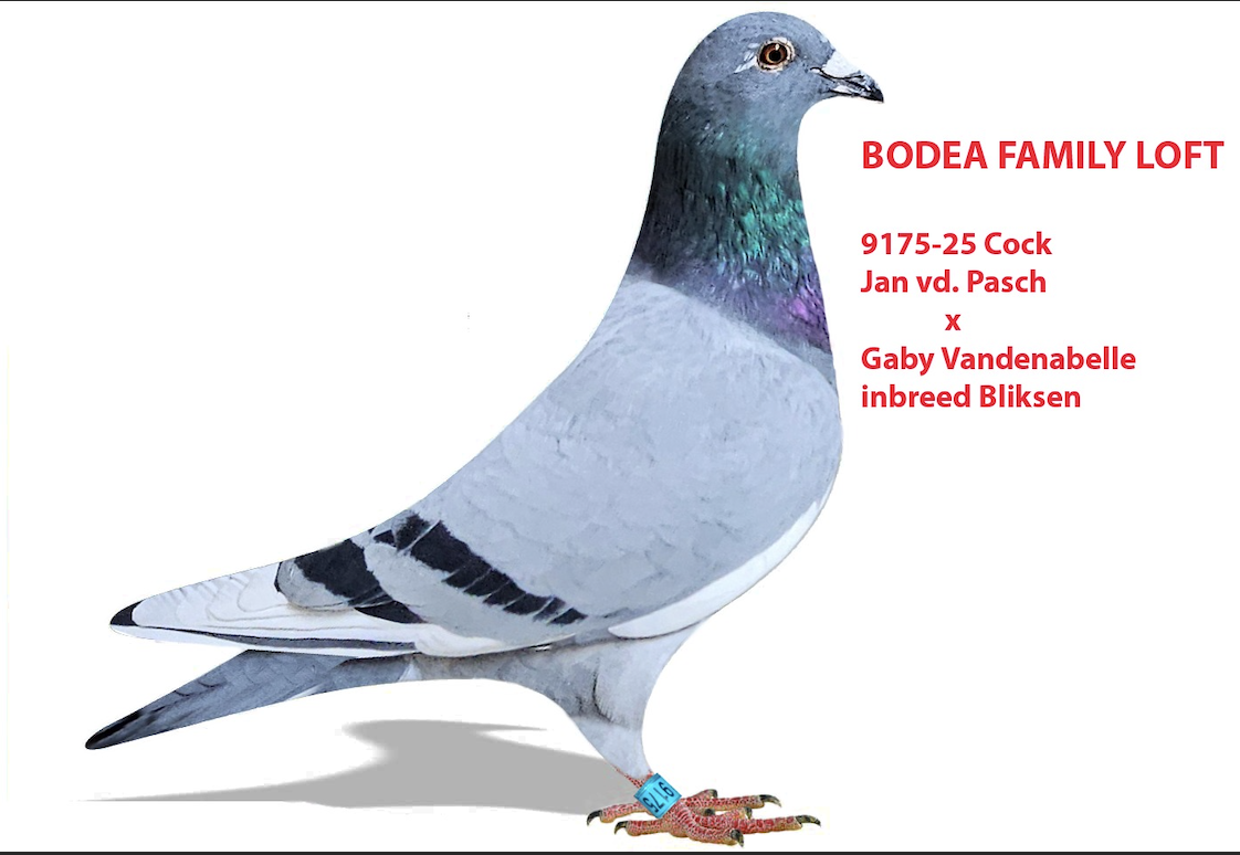 CHICAGO 9175 - Rudy Van De Pasch