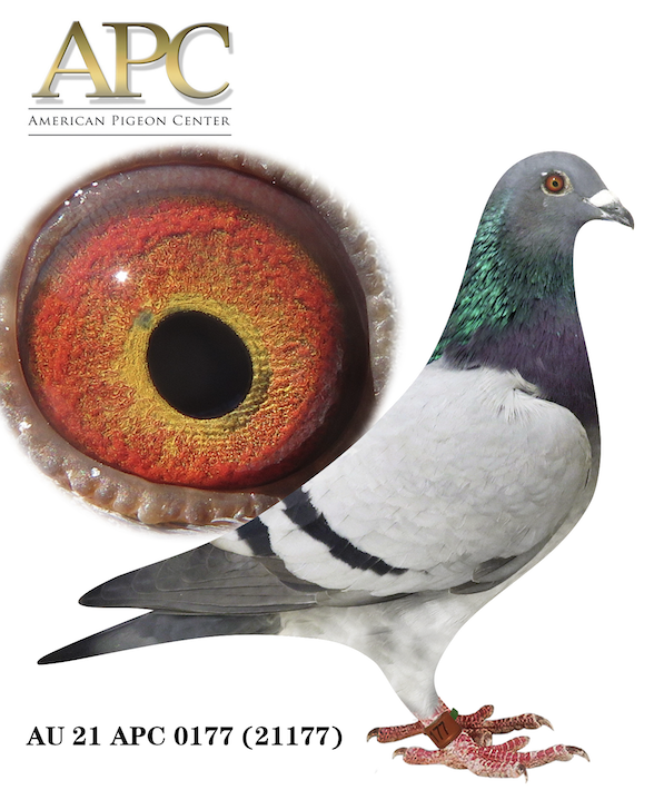 APC 21777 - Sister 3rd champion Bird