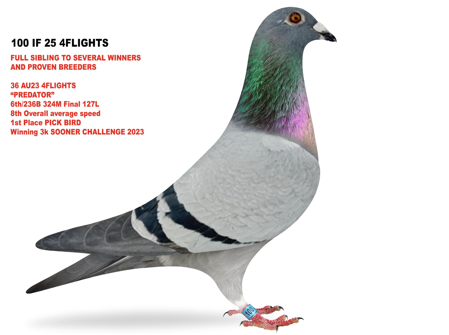 4Flights 100 - Sister Predator