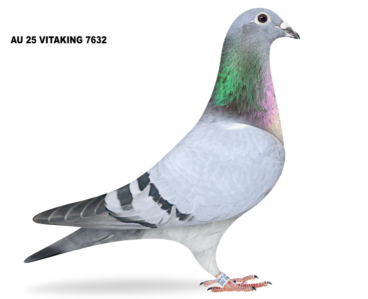 VITAKING 7632 - Double Rico