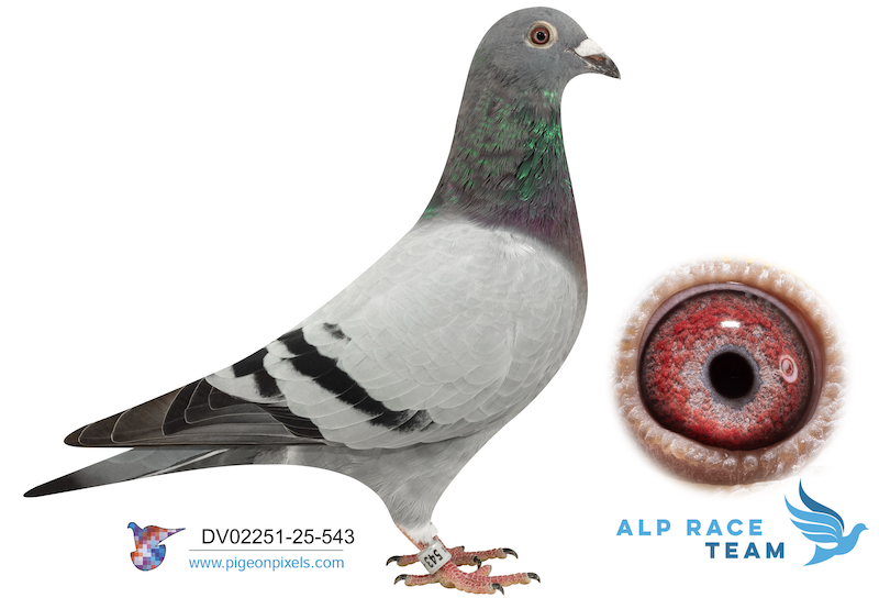 DV 02241 543 - Special 1113