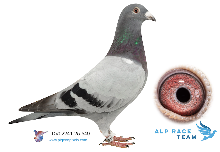 DV 02241 549 - Romarios Truck