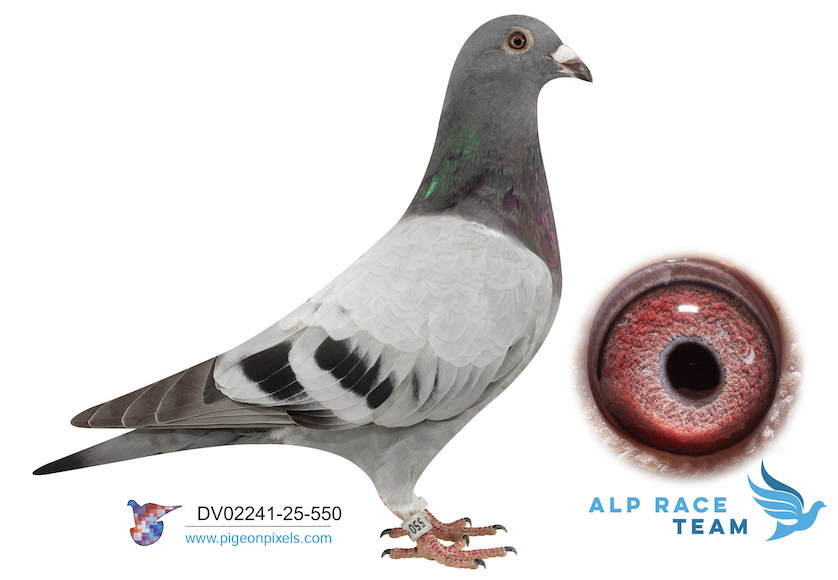 DV 02241 550 - Romarios Point  Video Added