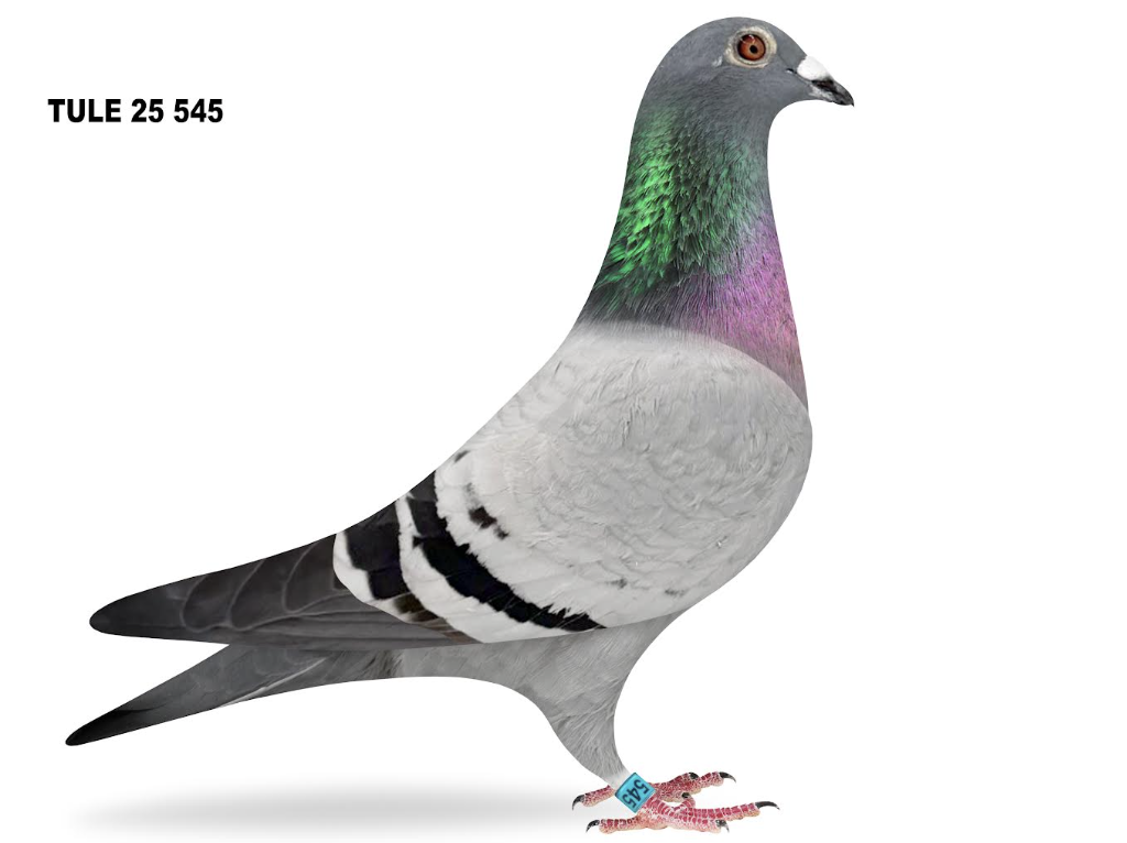 TULE 545 - Best Kittel Sigi