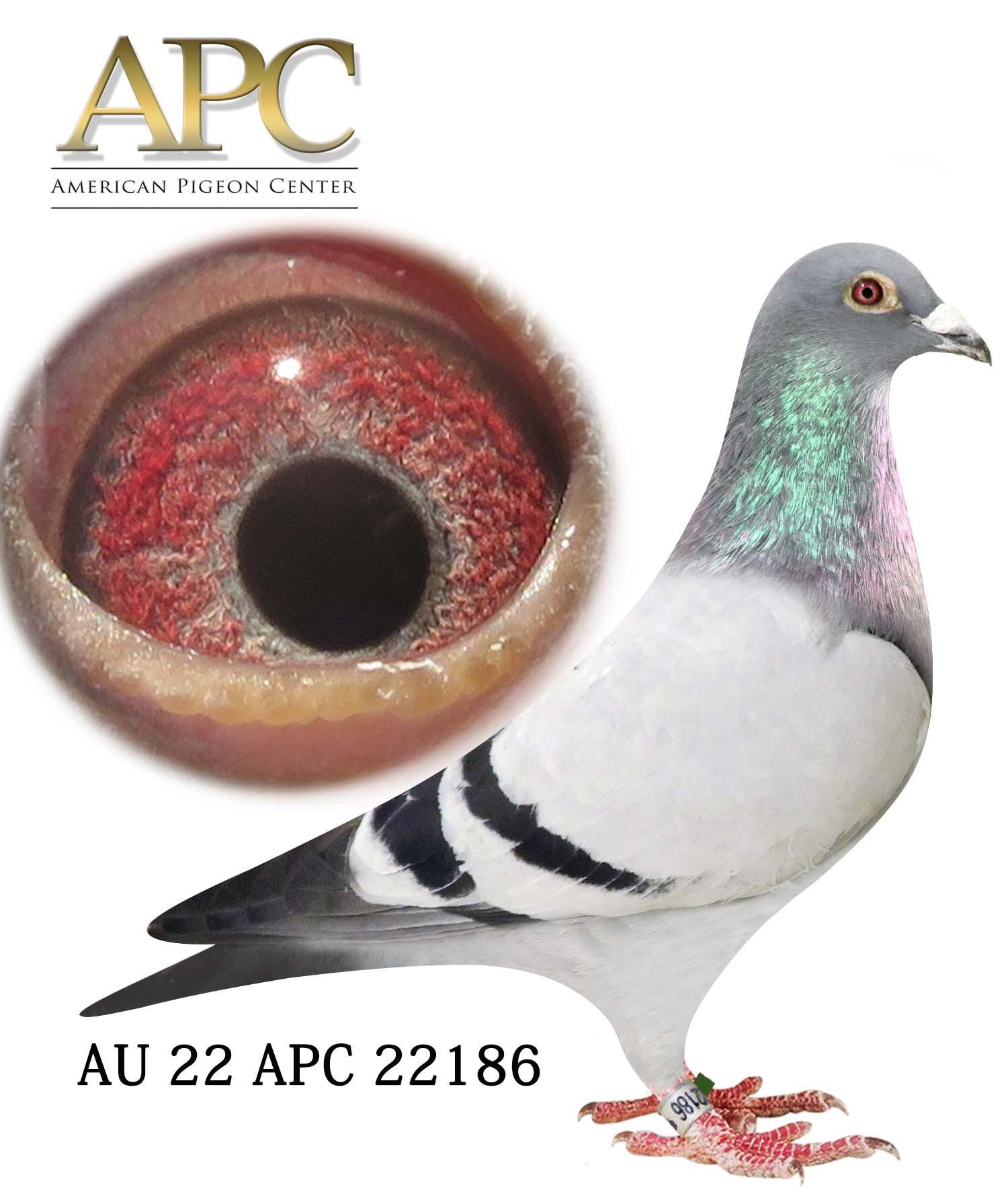 AU 22 APC 22186 Sister 64th Hoosier!