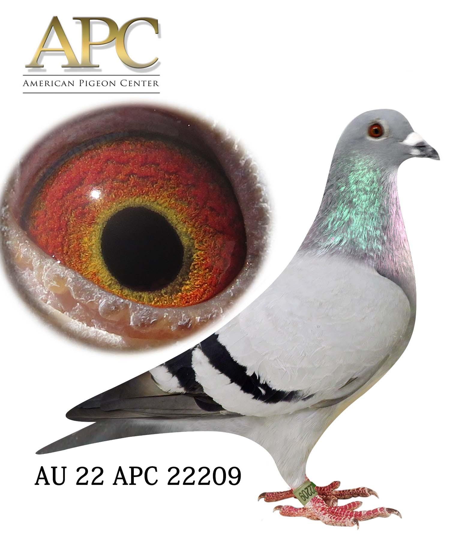 AU 22 APC 22209 Sister 4th Avg Speed Sooner Challenge