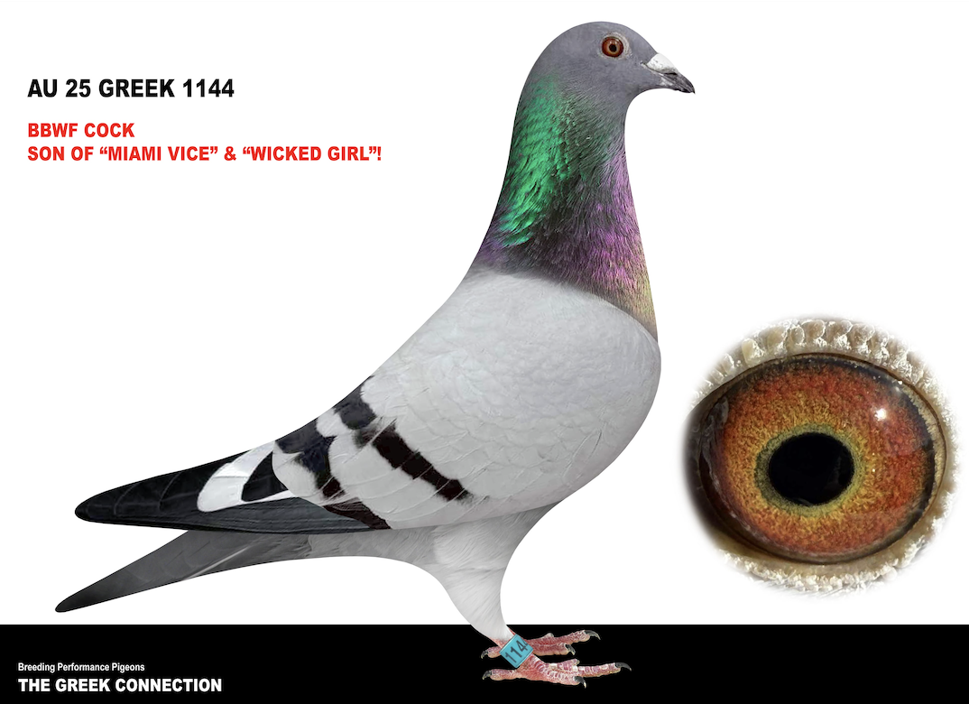 Lot 4: GREEK 1144 - Greek Connection