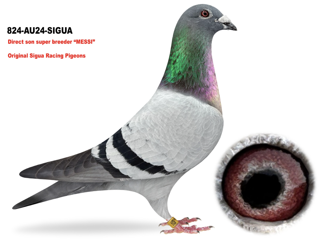 Lot 6: SIGUA 824 - Sigua Pigeons