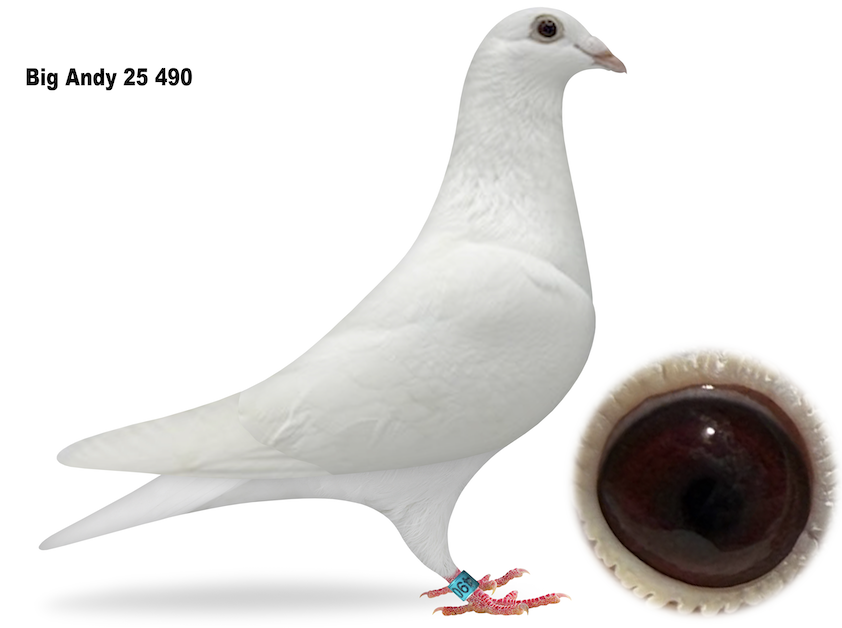 Lot 7: BIGA 490 - Big Andy