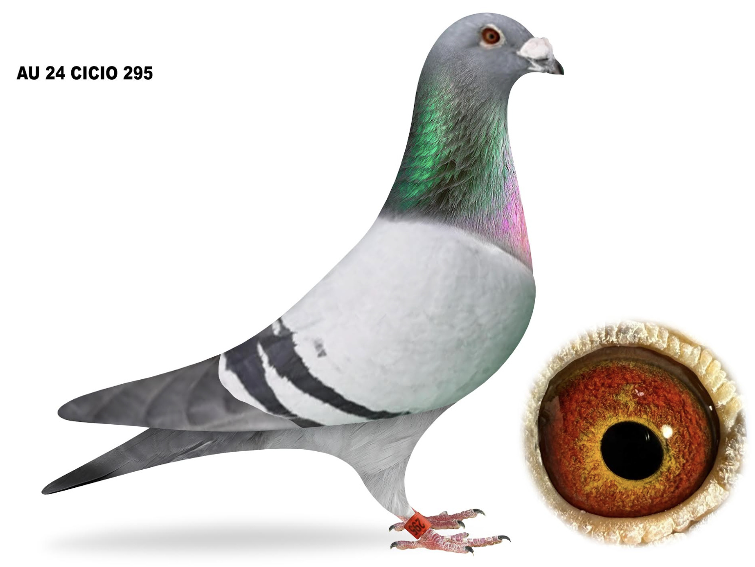 Lot 8: CICIO 295 - Dani Cicio