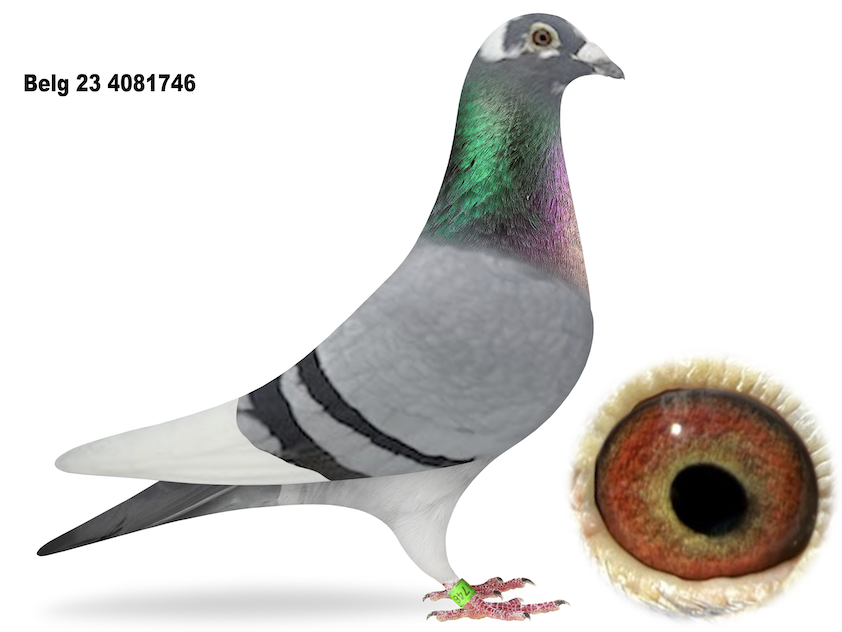 BE 4081746 - Inbred Julien