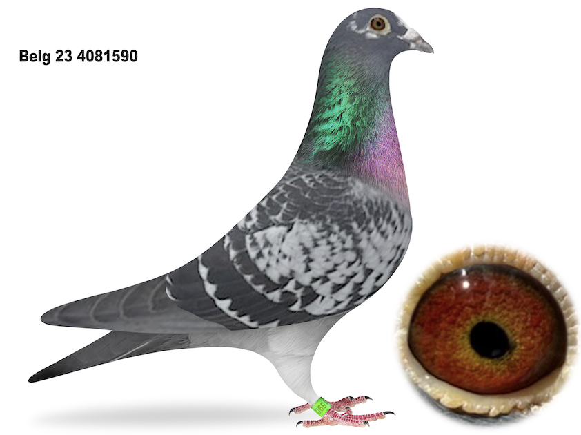 BE 4081590 - Star Julien