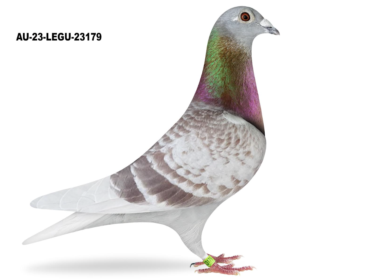 LEGU 23179 - Griepel Kittel