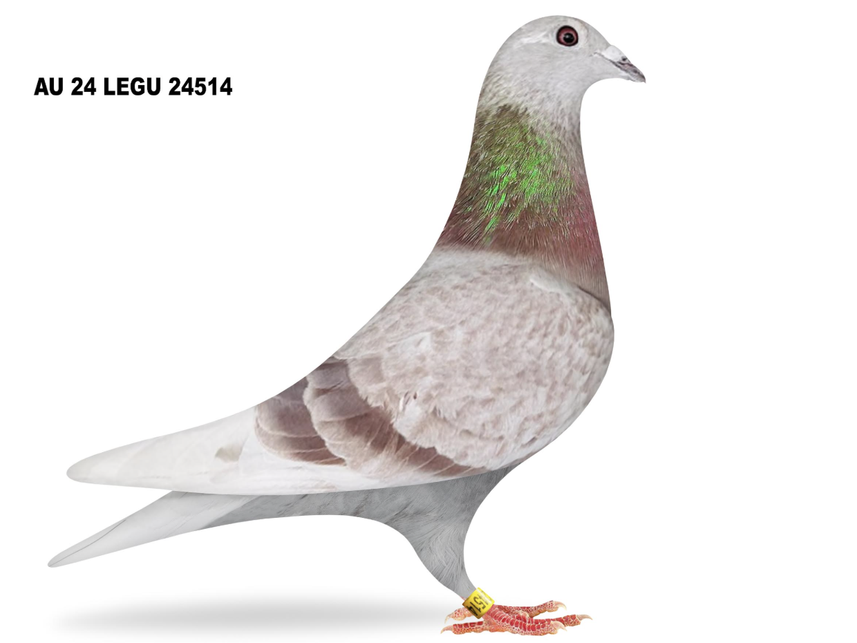 LEGU 24514 - Performance Hen!