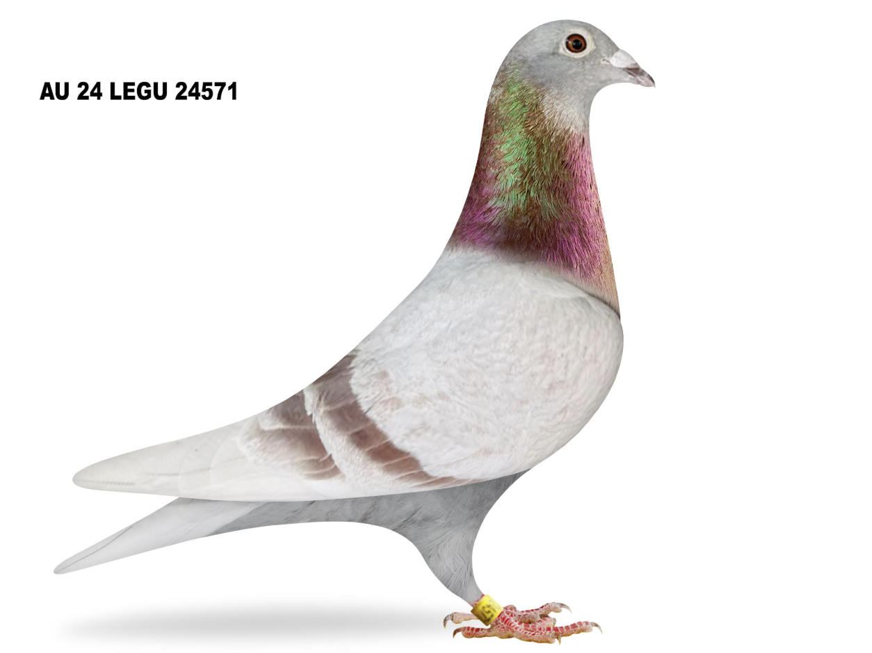LEGU 24571 - Performance Based Pigeons