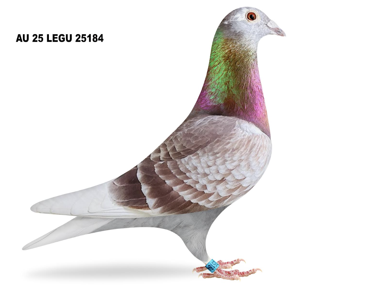 LEGU 25184 - Golden Griepel