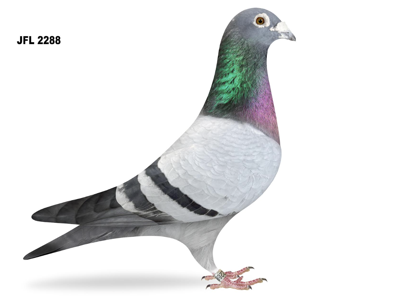 JFL 2288 - Super Breeder!