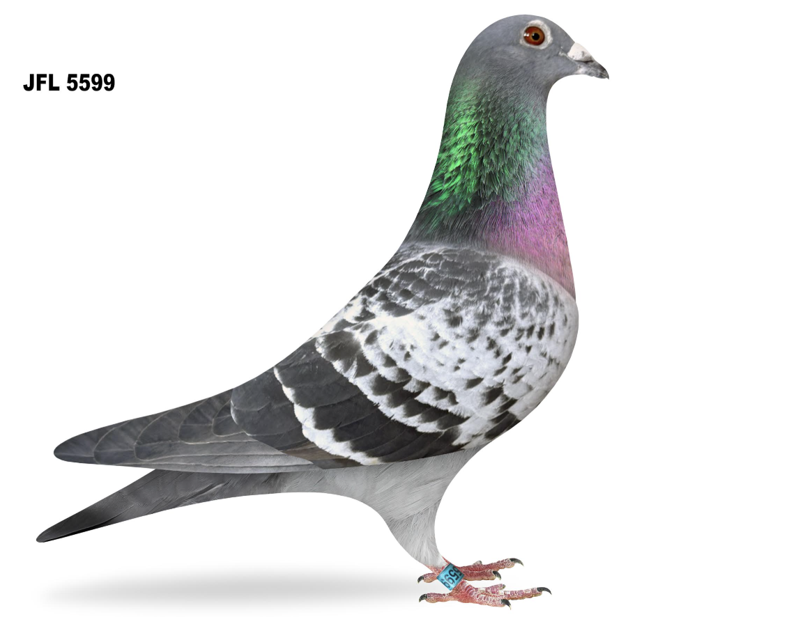 JFL 5599 - =1st Winner!!