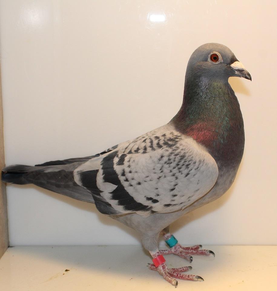 46 BC COCK (CHARLIE BARBIERE)