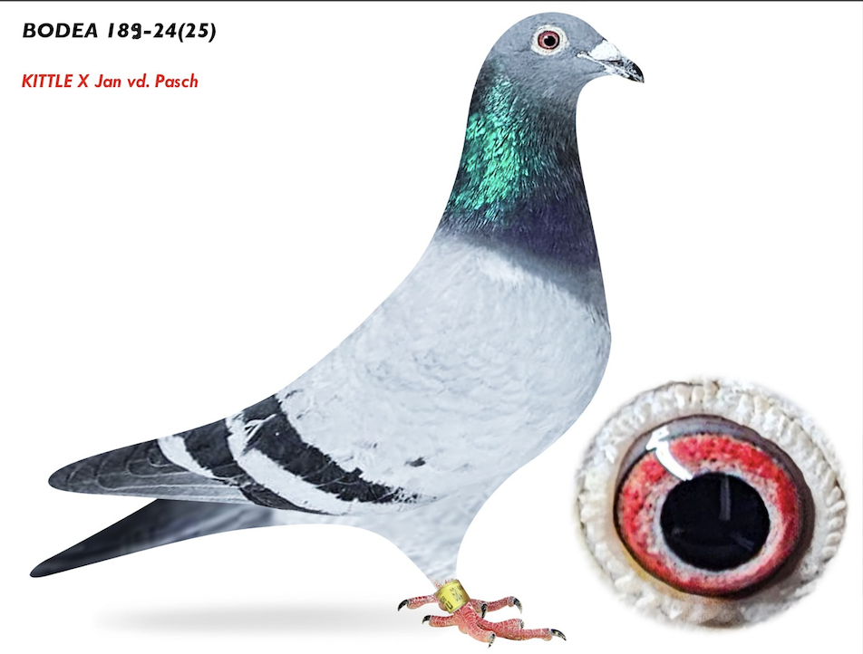 BODEA 189 - Jan VD Pasch