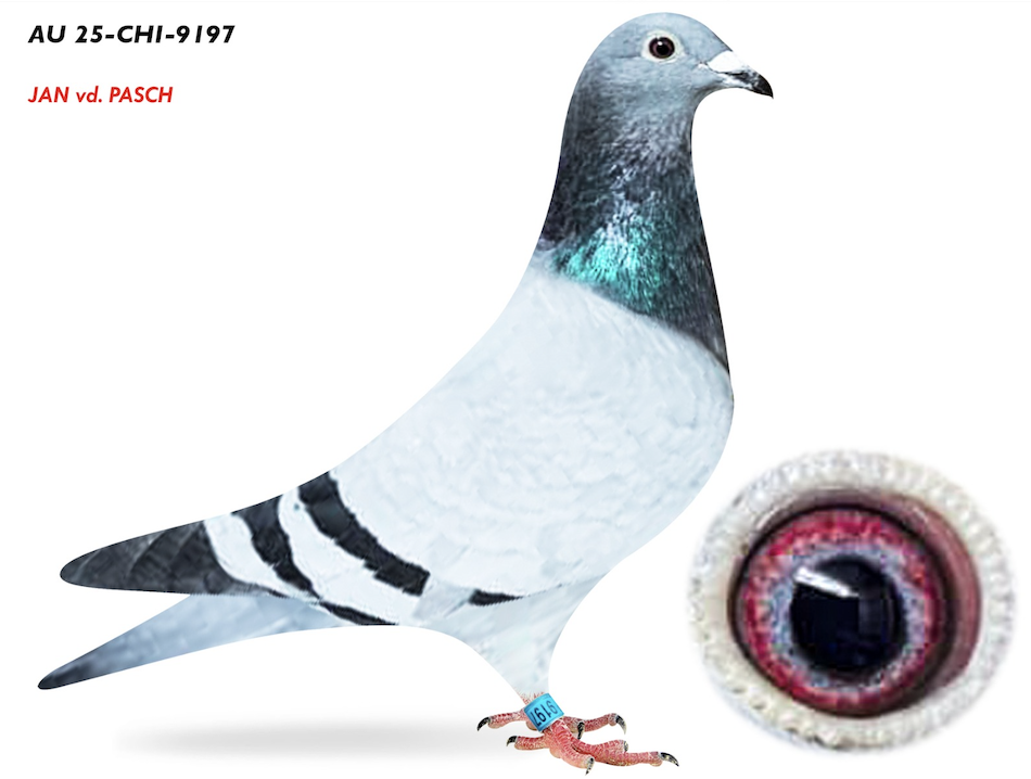 CHICAGO 9197 - Bodea Performance