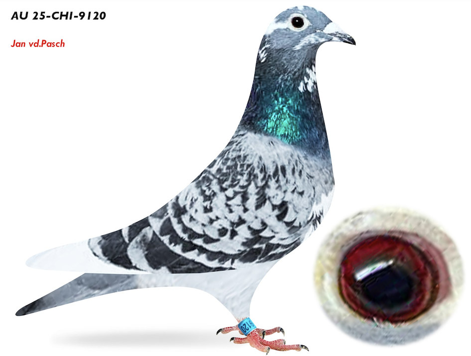 CHICAGO 9120 - Bodea Performance